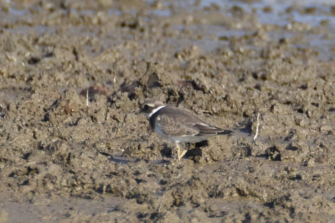 Common Ringed Plover - ML373088021