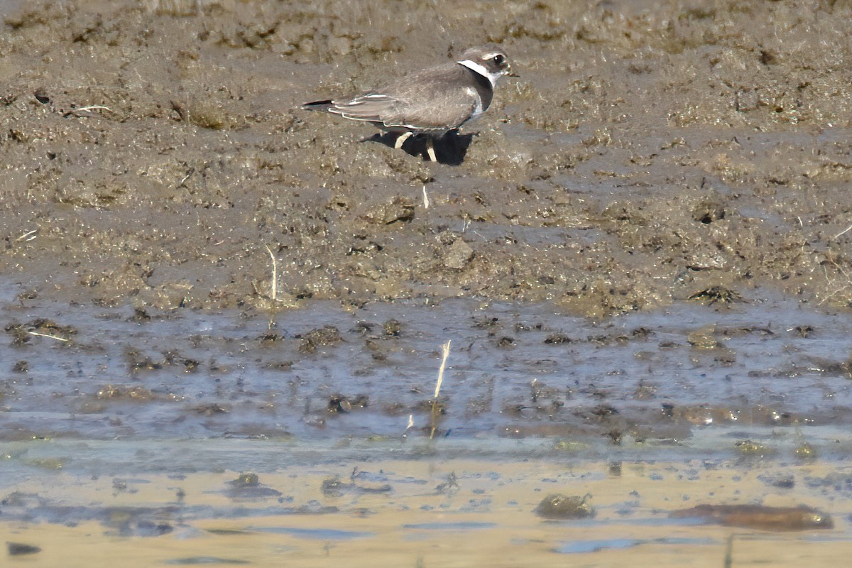 Common Ringed Plover - ML373088031