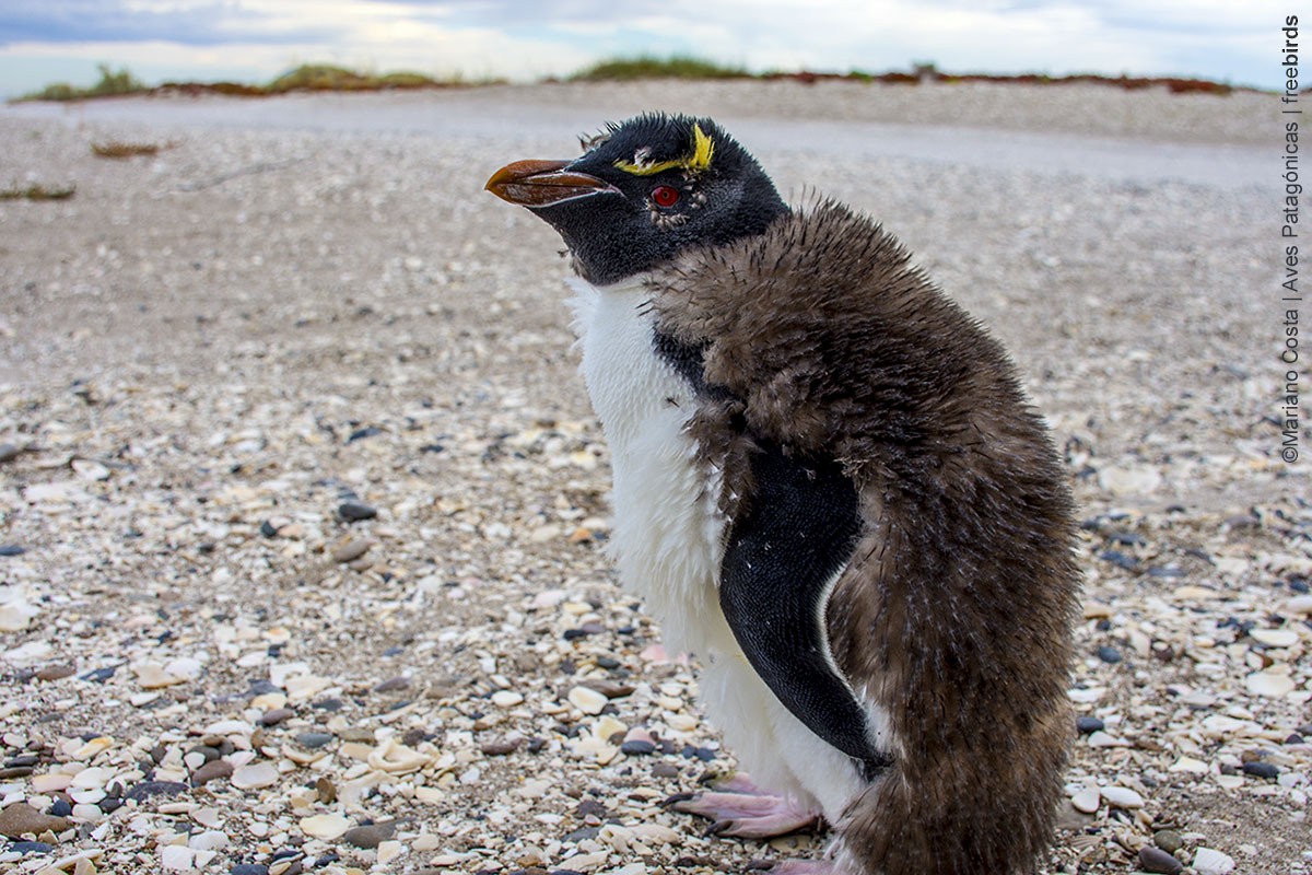 Southern Rockhopper Penguin (Eastern) - Mariano Costa