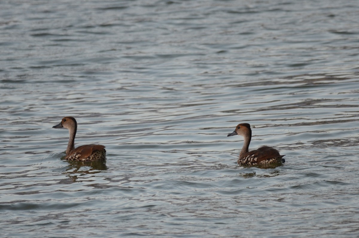 West Indian Whistling-Duck - Aidan Place