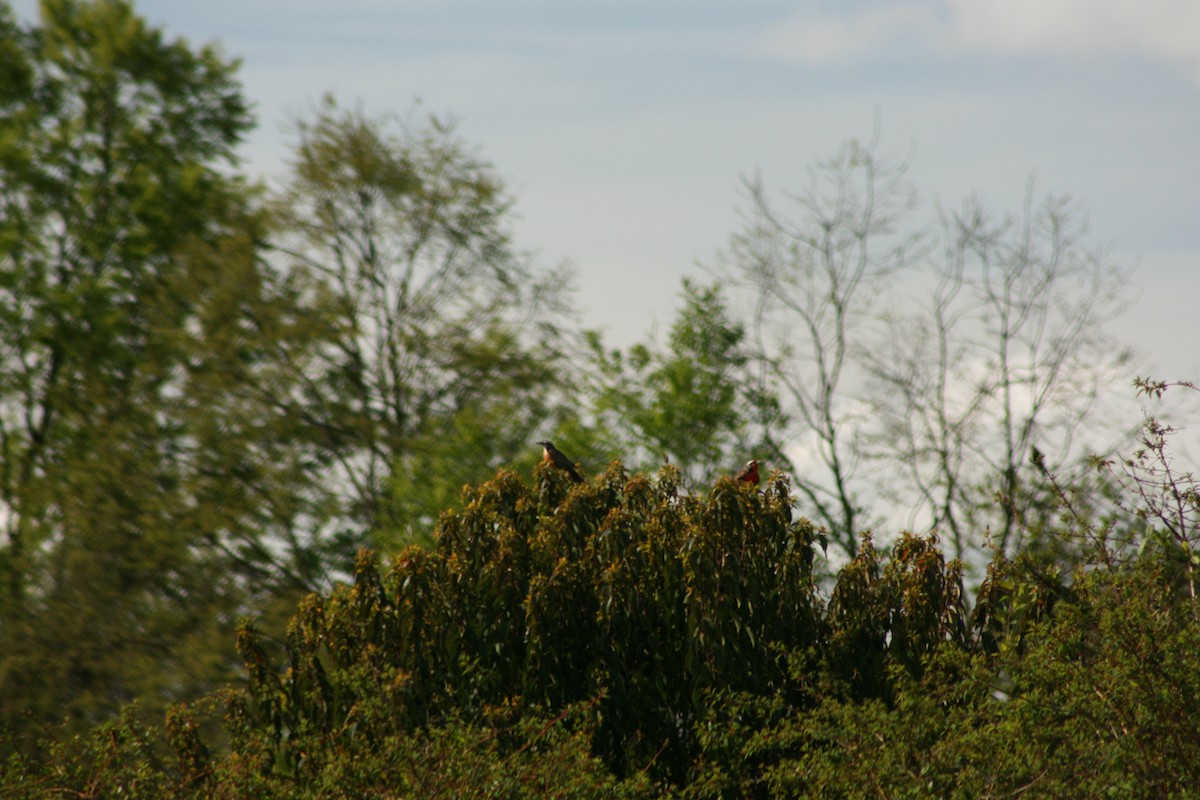 Long-tailed Meadowlark - Margarita Parraguez