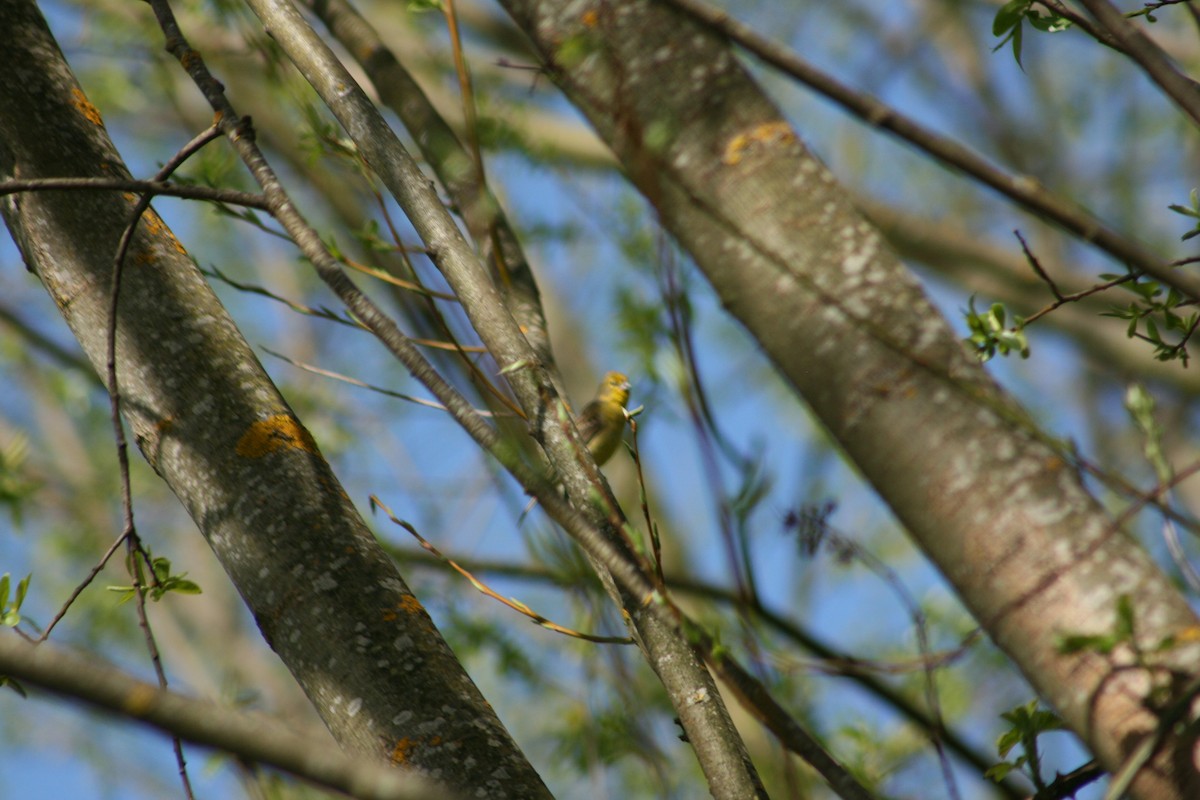 Grassland Yellow-Finch - ML373095201