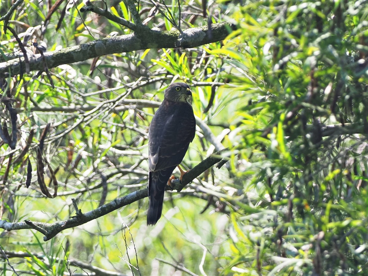Chinese Sparrowhawk - ML373101701