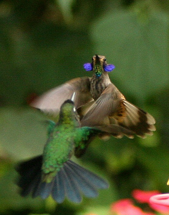 kolibřík fialovouchý - ML37311611