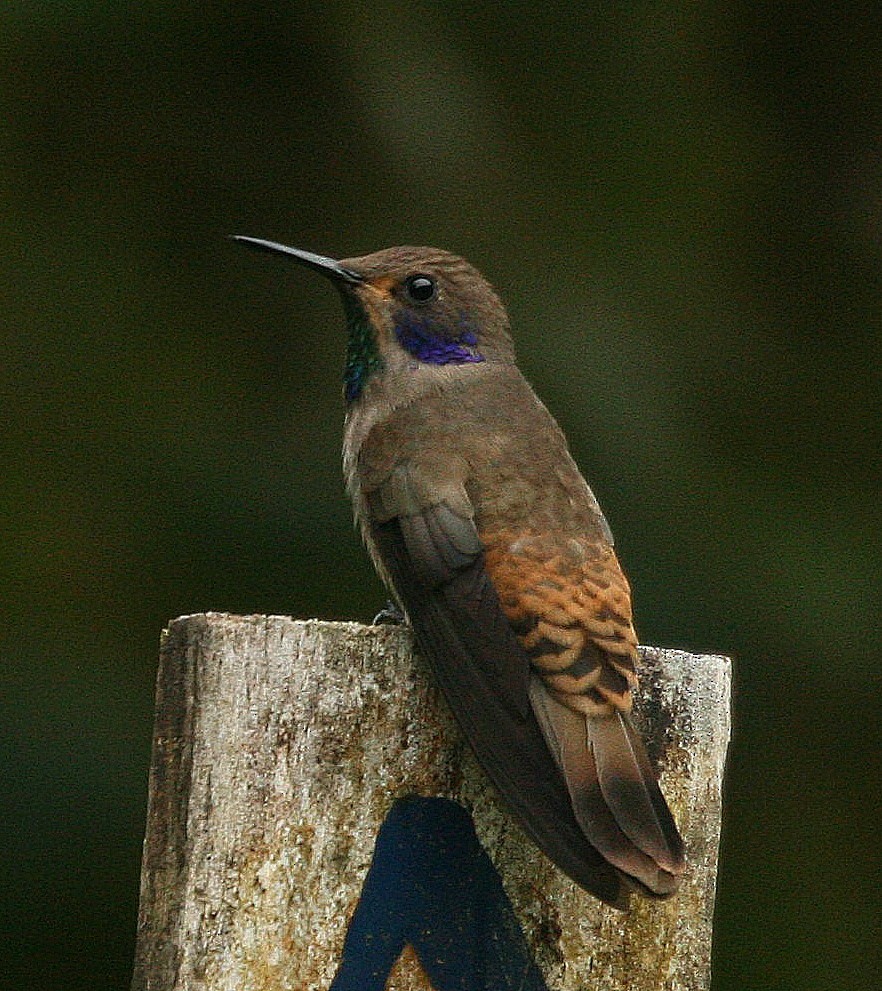 kolibřík fialovouchý - ML37311621