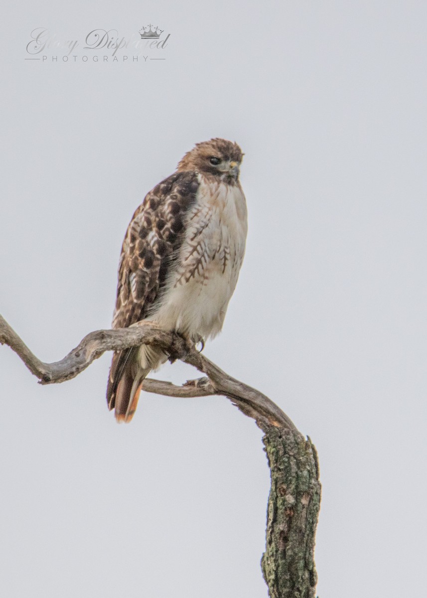 Red-tailed Hawk - ML373116551