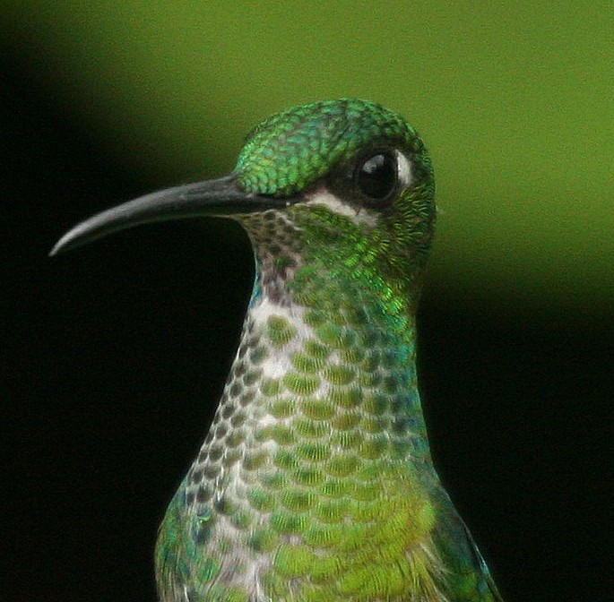 Green-crowned Brilliant - ML37312971