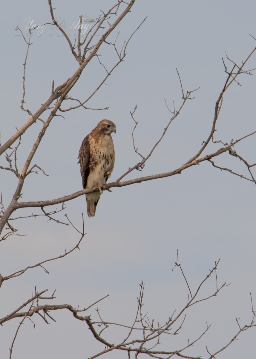 Red-tailed Hawk - ML373130041