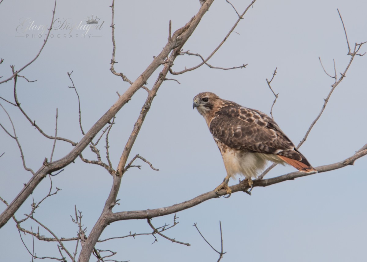Red-tailed Hawk - ML373130051