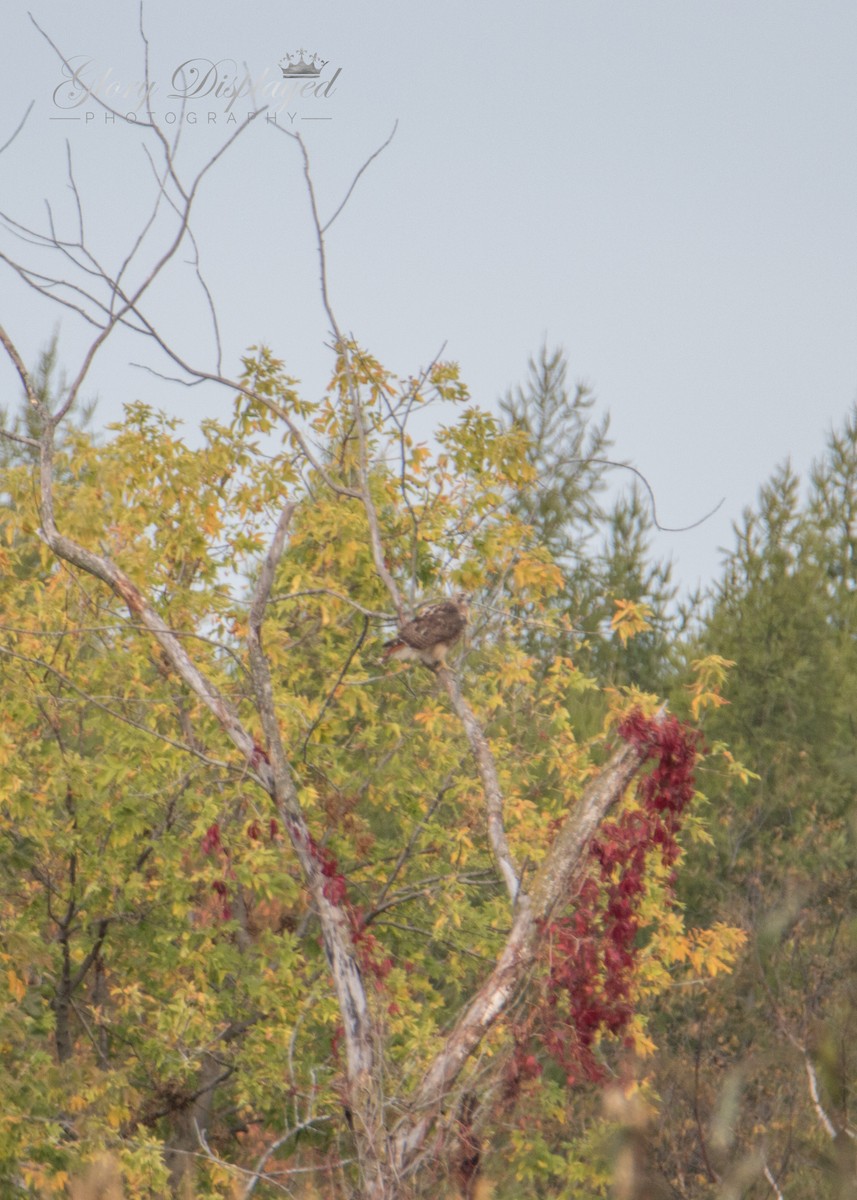 Red-tailed Hawk - ML373130061