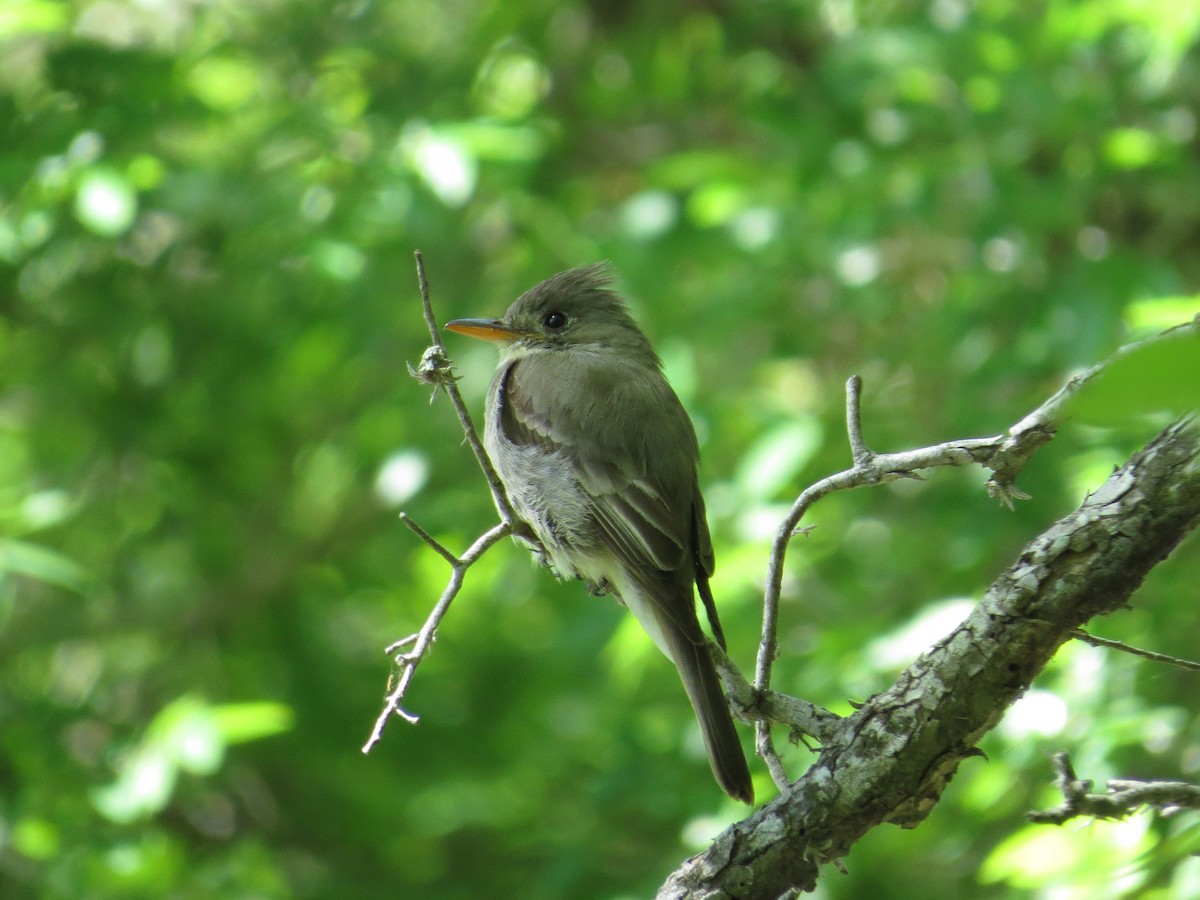 Greater Pewee - ML37313991