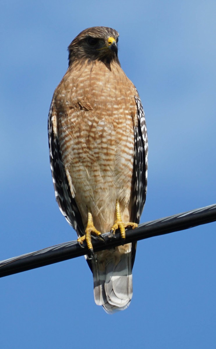 Red-shouldered Hawk - Doreen LePage