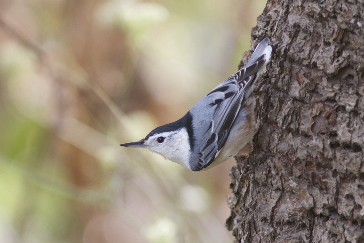 White-breasted Nuthatch - ML37314071
