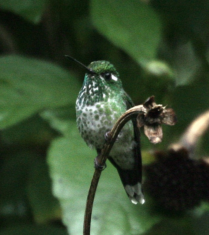 kolibřík skvrnoocasý - ML37314181
