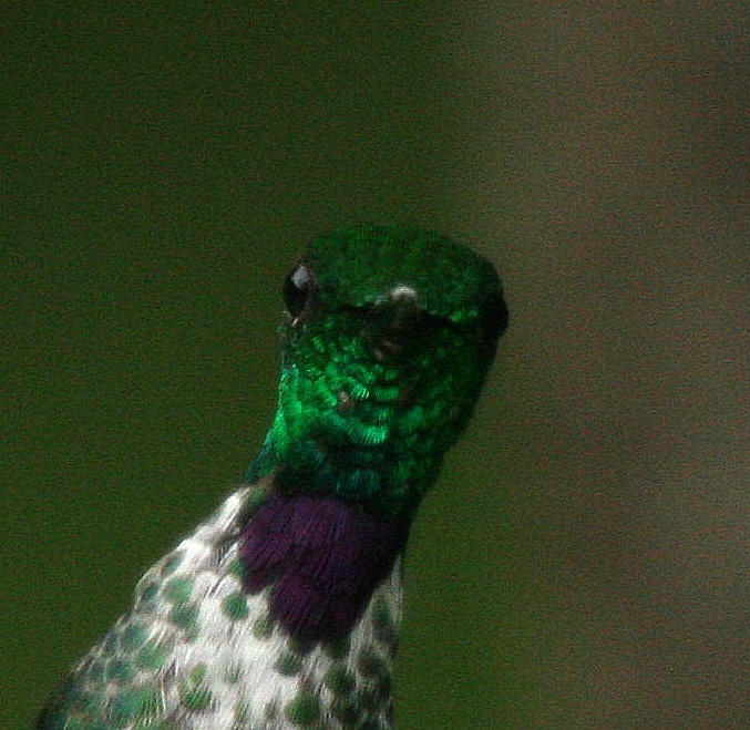 Пурпурногрудый колибри - ML37314191