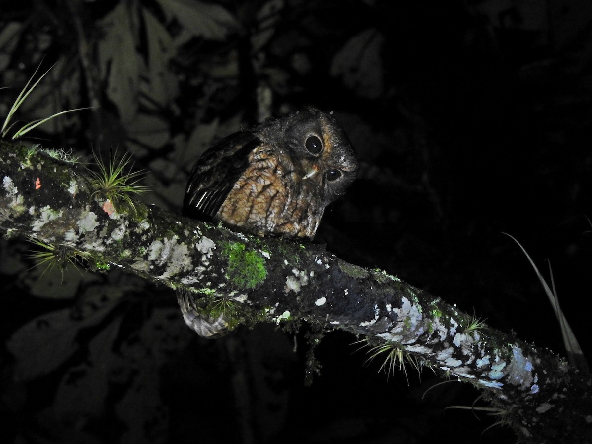 Rufescent Screech-Owl - Jorge L. Peña