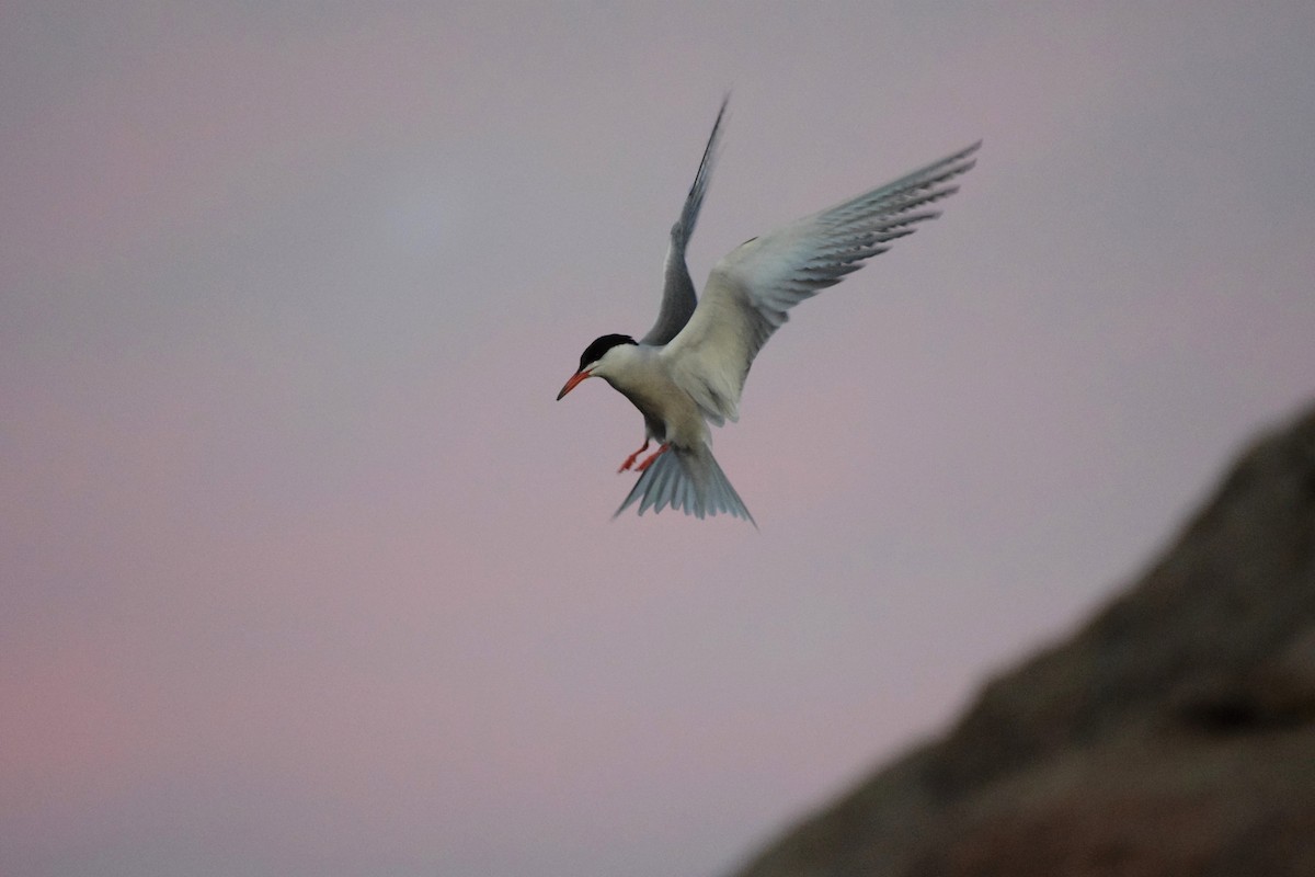 Common Tern - Andy Zhang