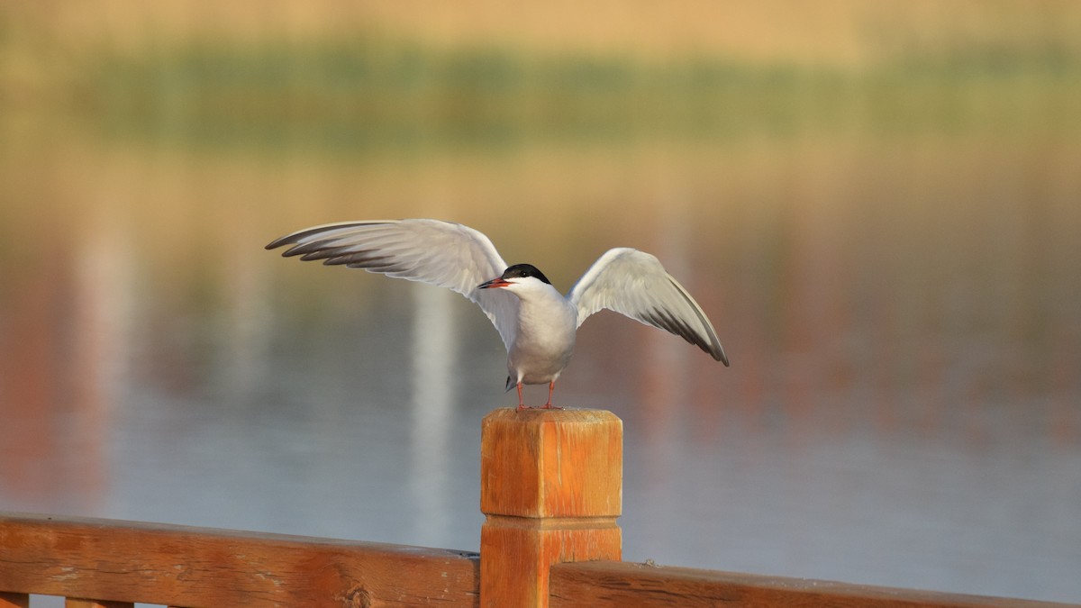 Common Tern - ML373149311