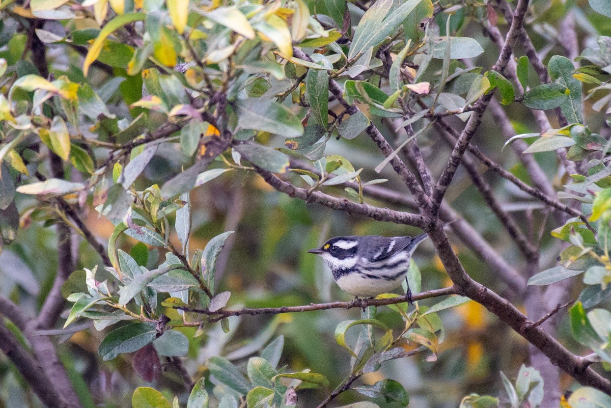 Black-throated Gray Warbler - Herb Elliott