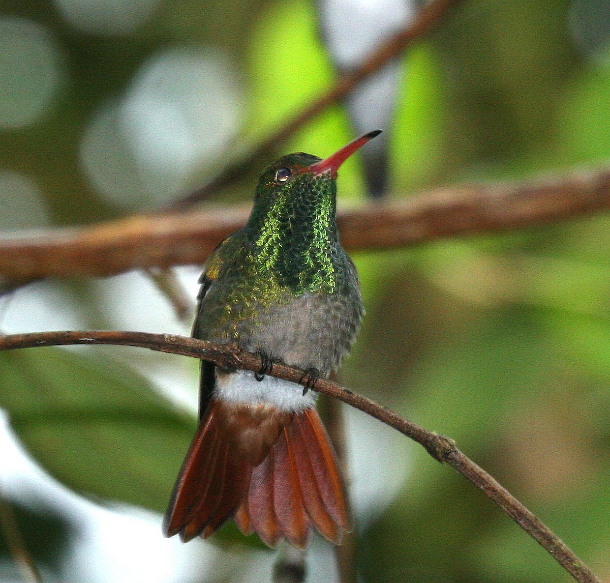 Rufous-tailed Hummingbird - Dave Czaplak