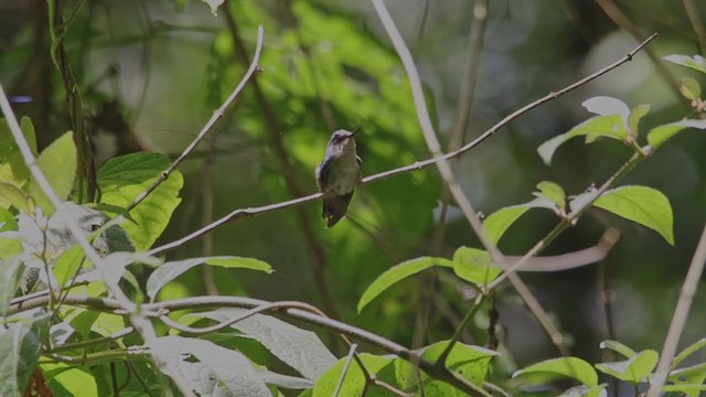 Emerald-chinned Hummingbird - ML373153691