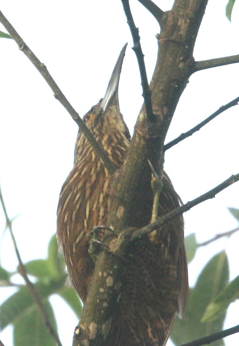 Strong-billed Woodcreeper - ML37315791