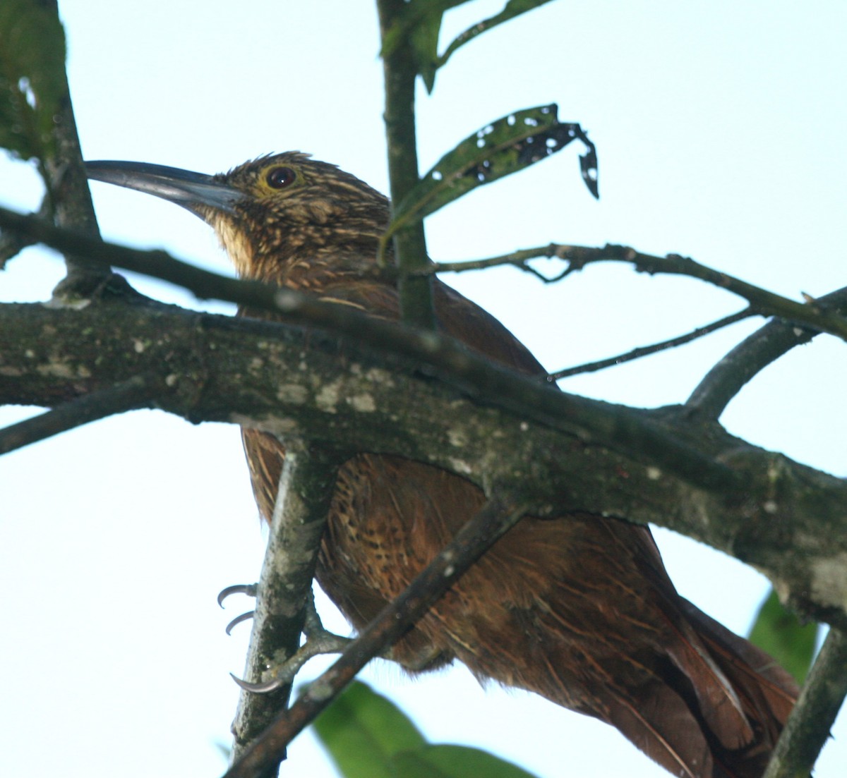 Strong-billed Woodcreeper - ML37315801