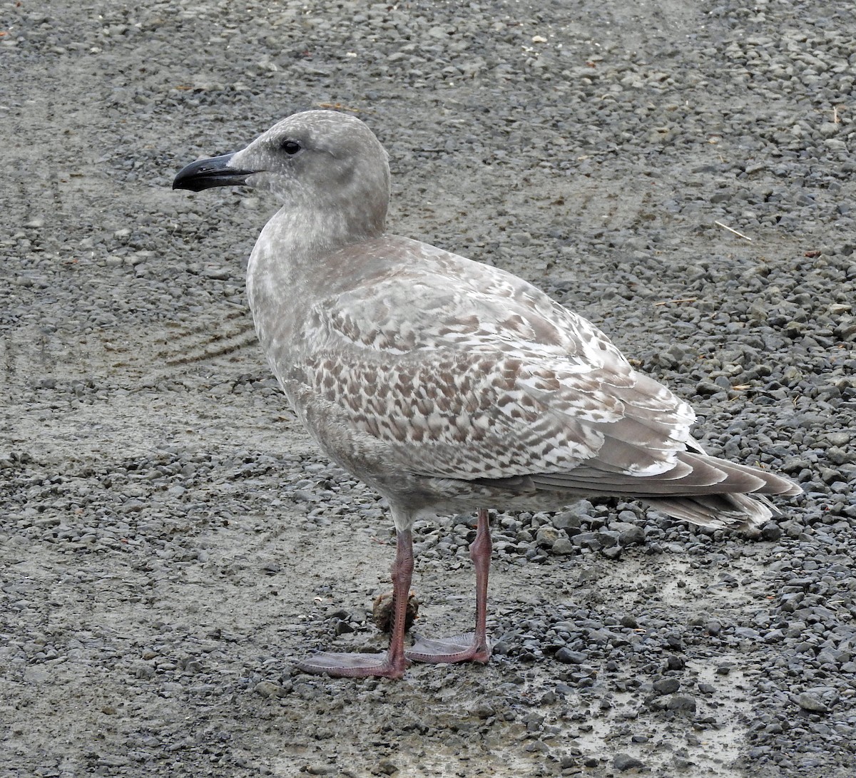 Glaucous-winged Gull - Tresa Moulton