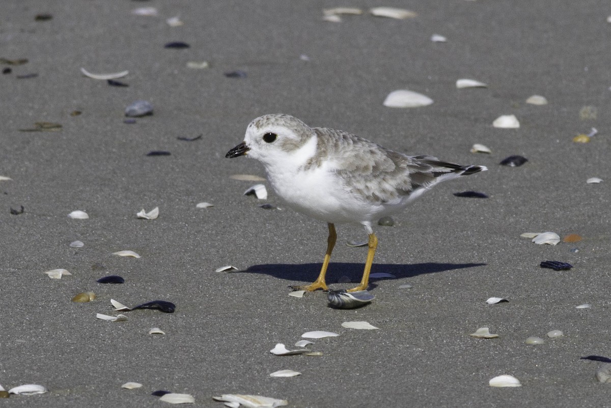 Piping Plover - ML373165741