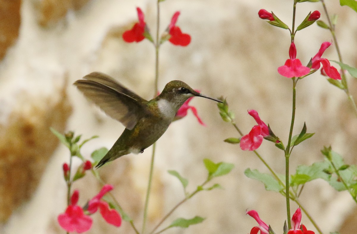 Ruby-throated Hummingbird - Patrick Millar