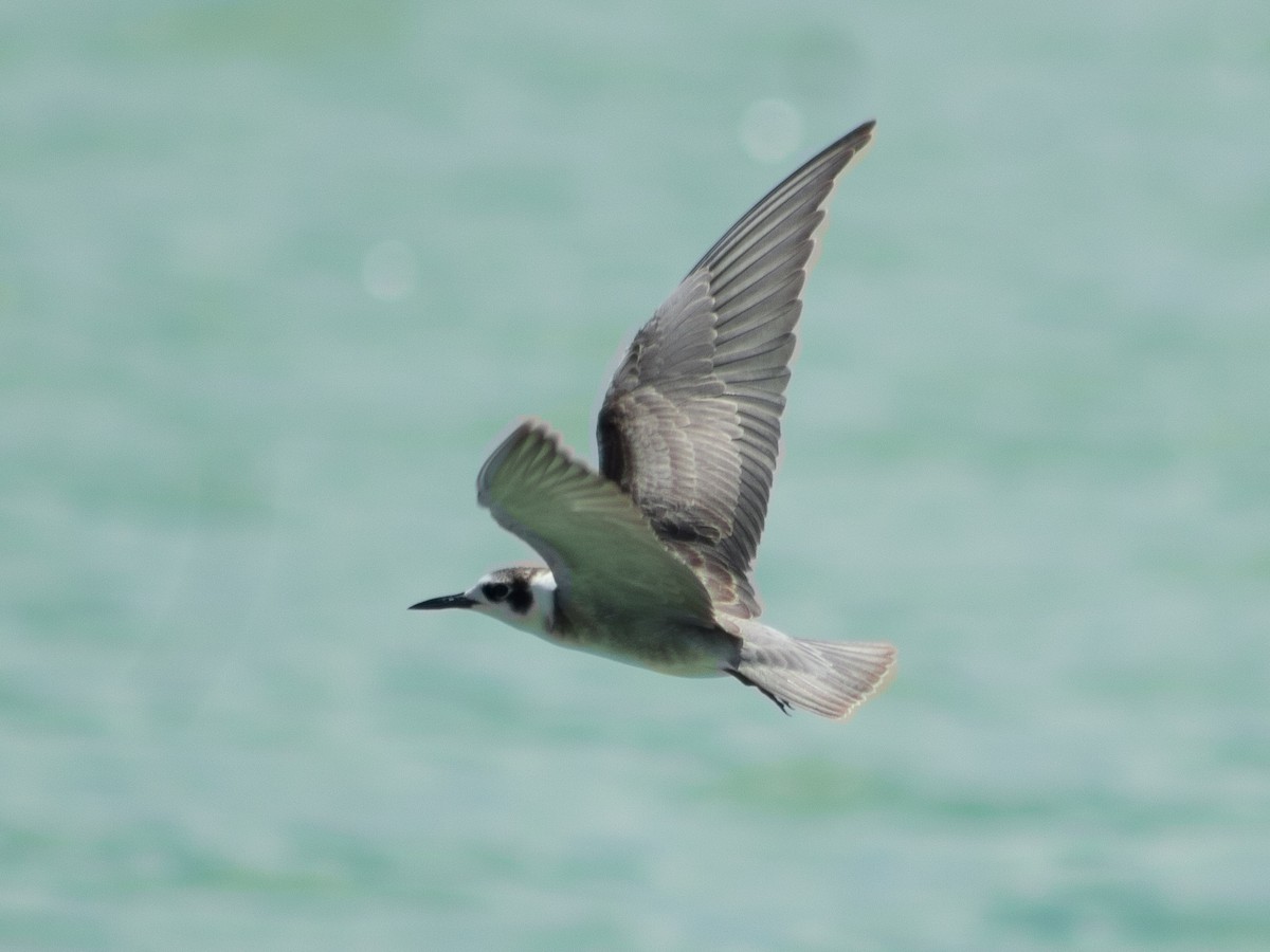 Black Tern - Wilberth Salas Pech