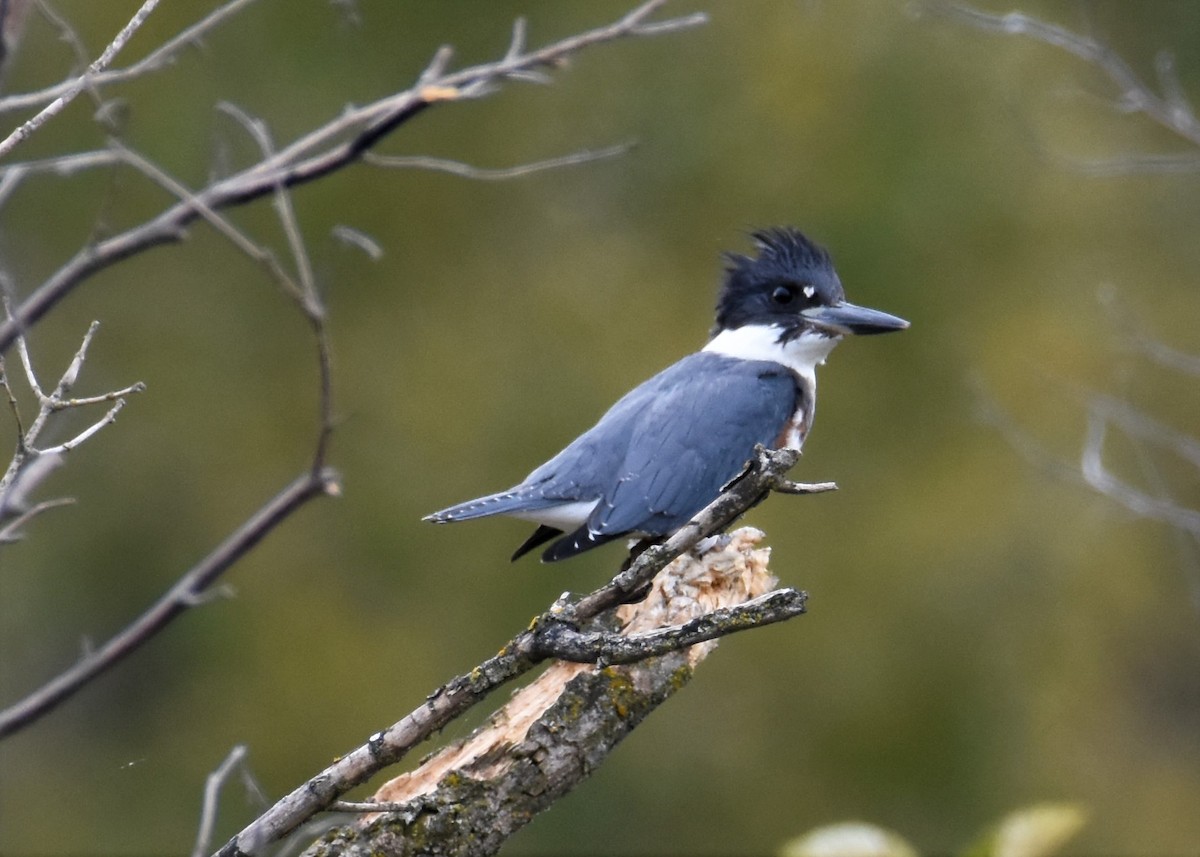 Belted Kingfisher - ML373172781