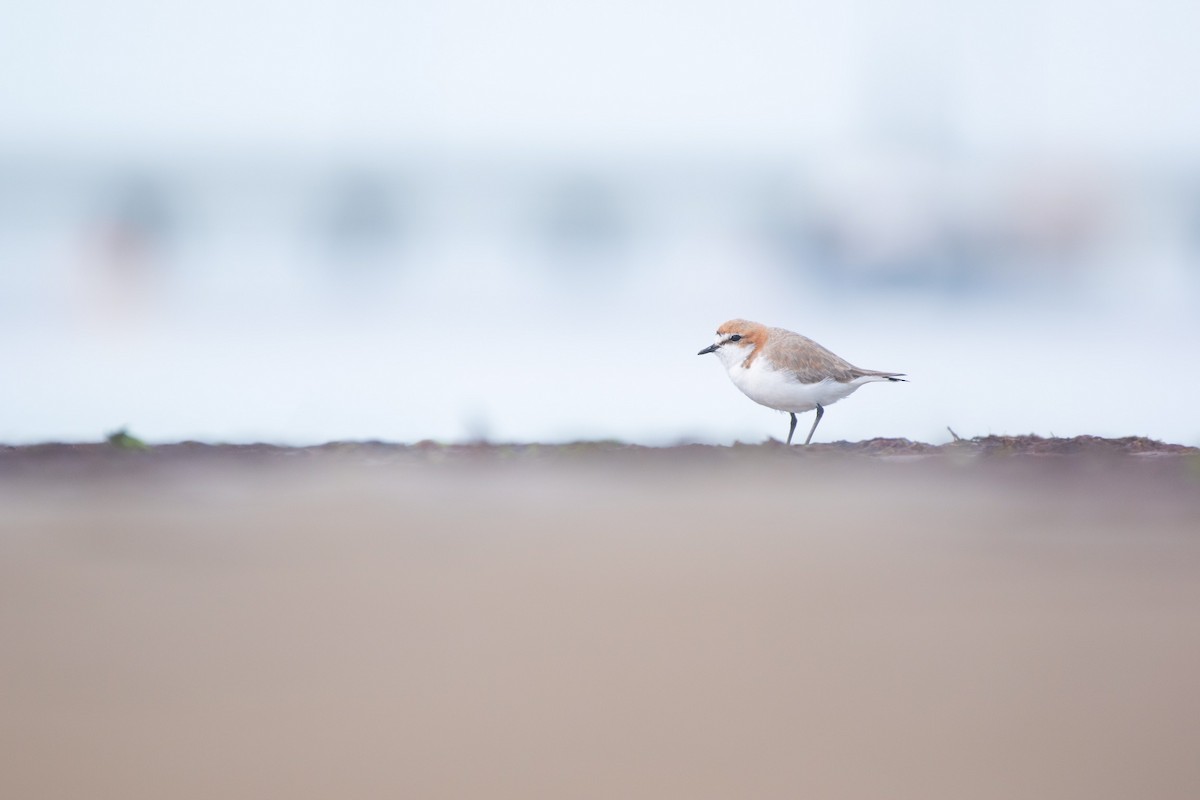 Red-capped Plover - ML373175381