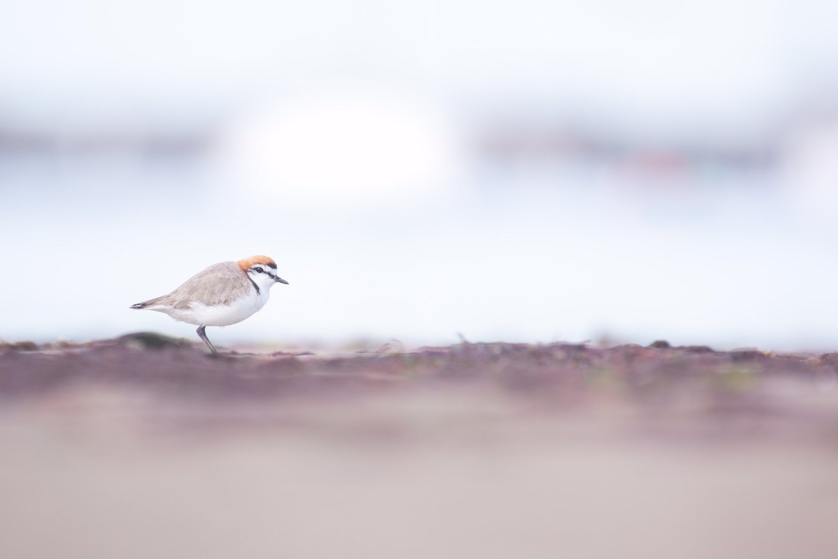 Red-capped Plover - Aidan Powell