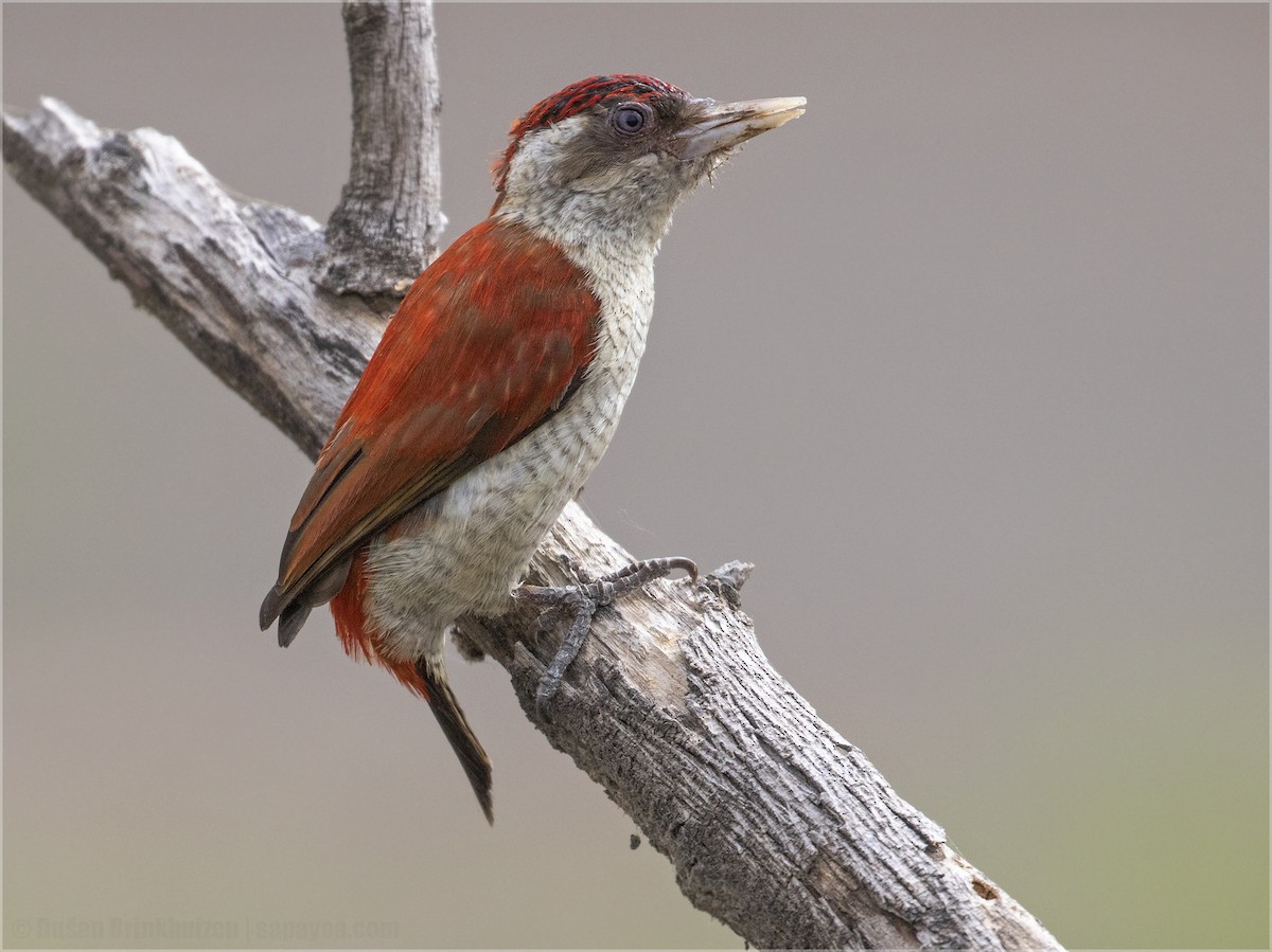 Scarlet-backed Woodpecker - Dušan Brinkhuizen