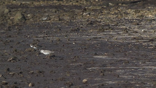 Piping Plover - ML373180451