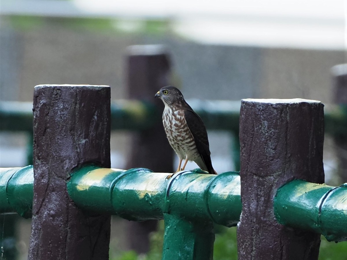Chinese Sparrowhawk - ML373181001