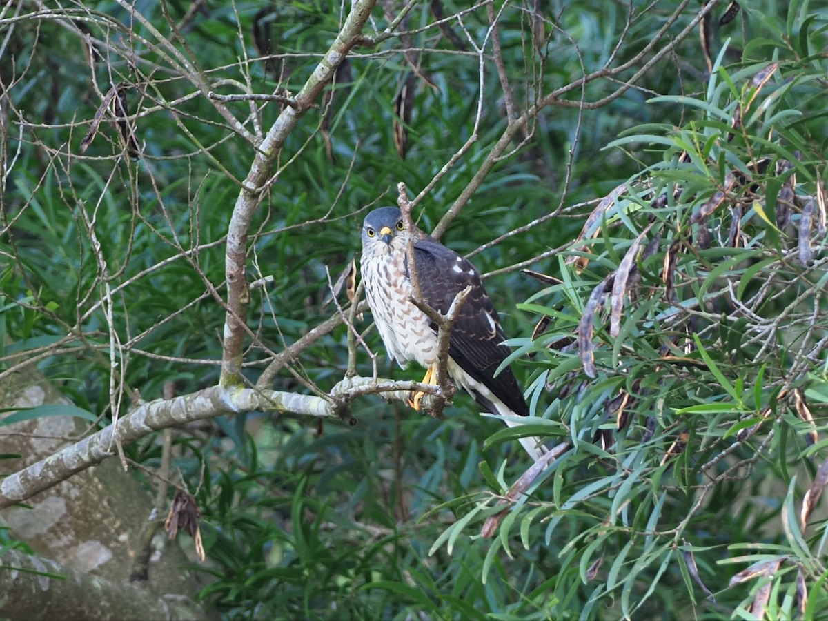 Chinese Sparrowhawk - ML373181011