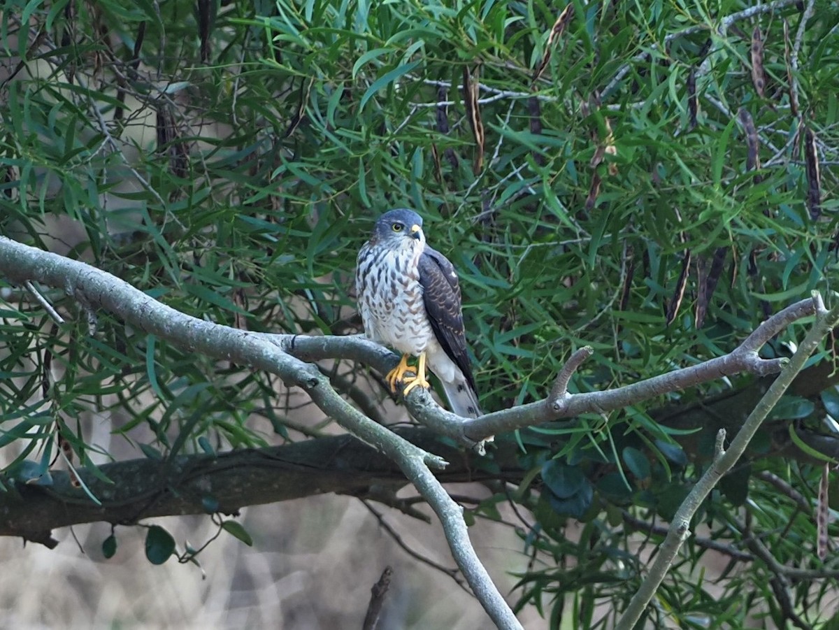 Chinese Sparrowhawk - ML373181021