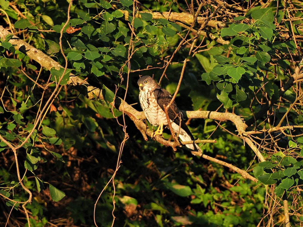 Chinese Sparrowhawk - ML373181051