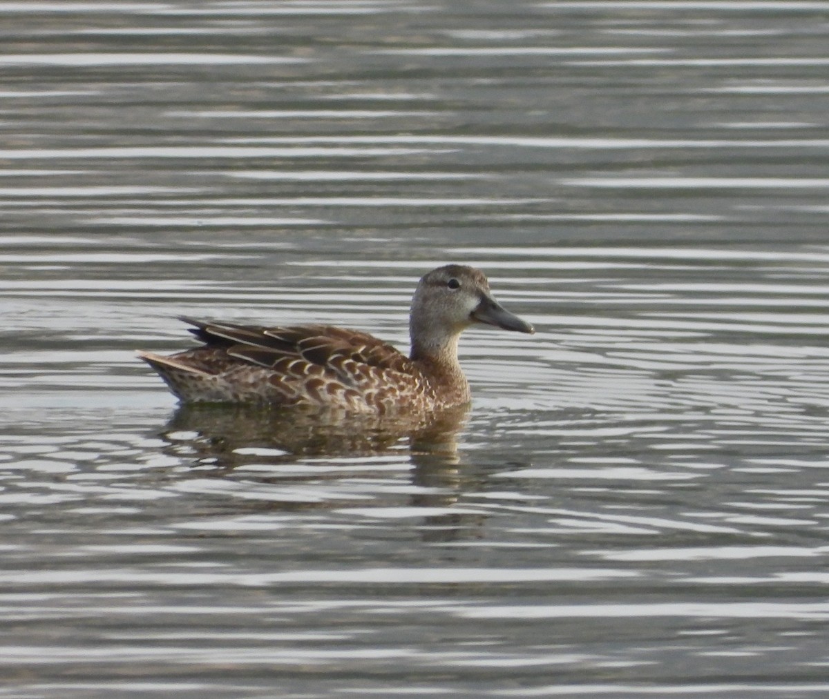 Blue-winged Teal - ML373181171