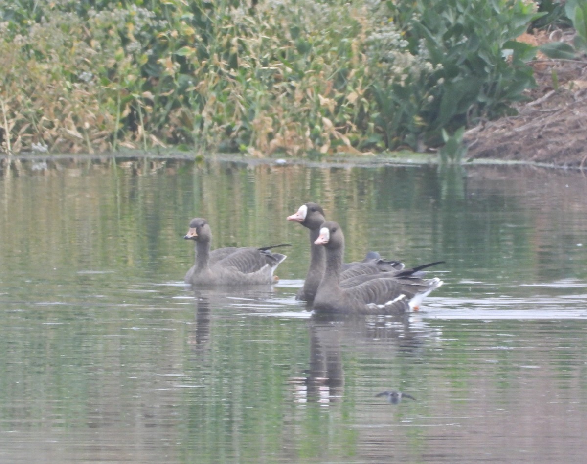 Greater White-fronted Goose - ML373181181