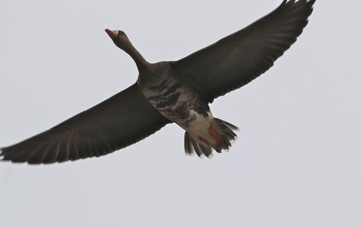Greater White-fronted Goose - ML373181191