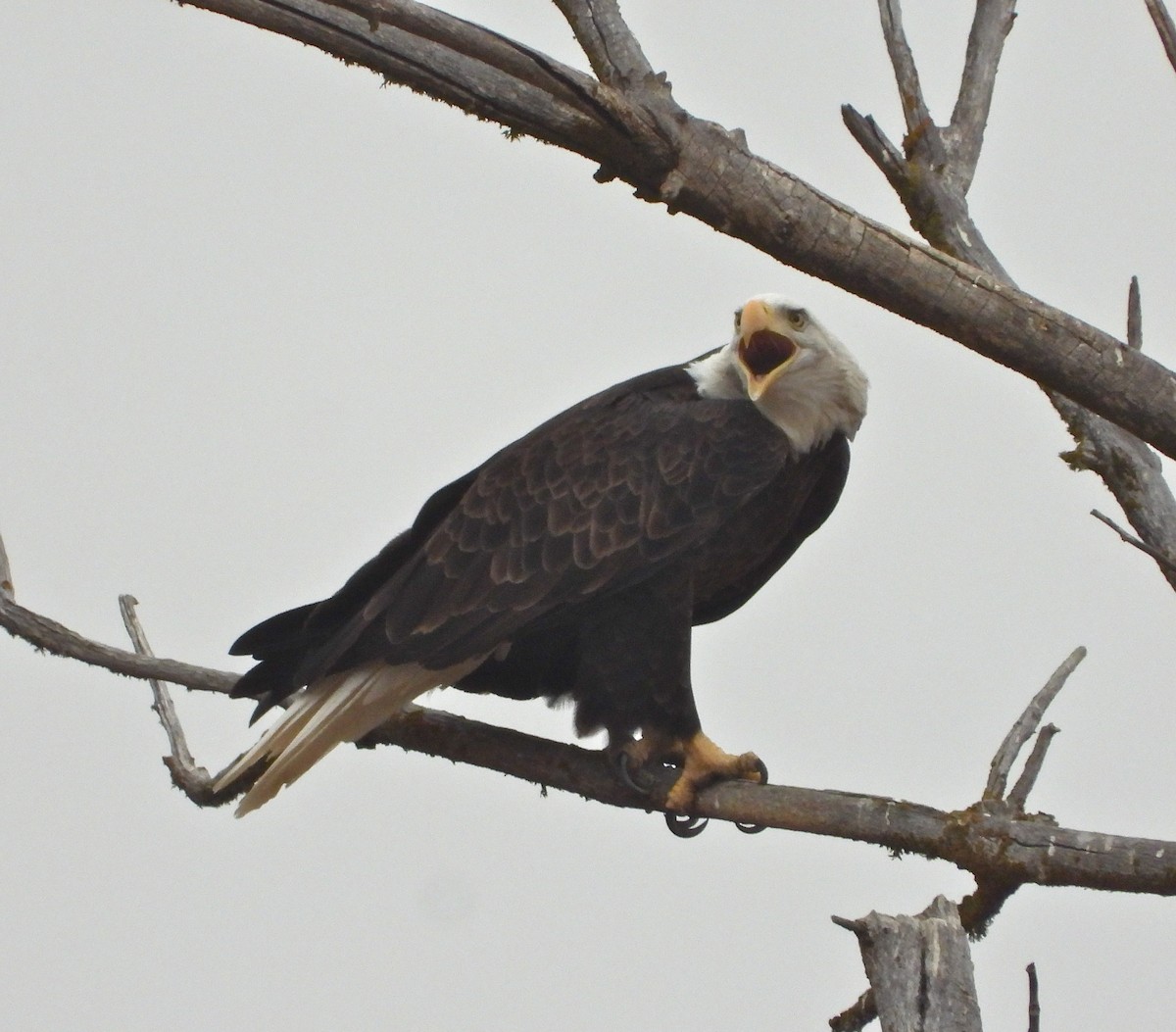 Bald Eagle - Pair of Wing-Nuts