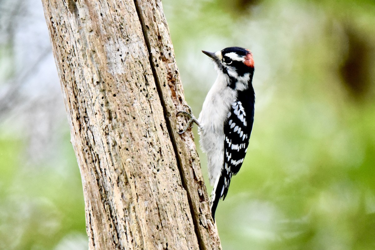 Downy Woodpecker - Christopher Veale