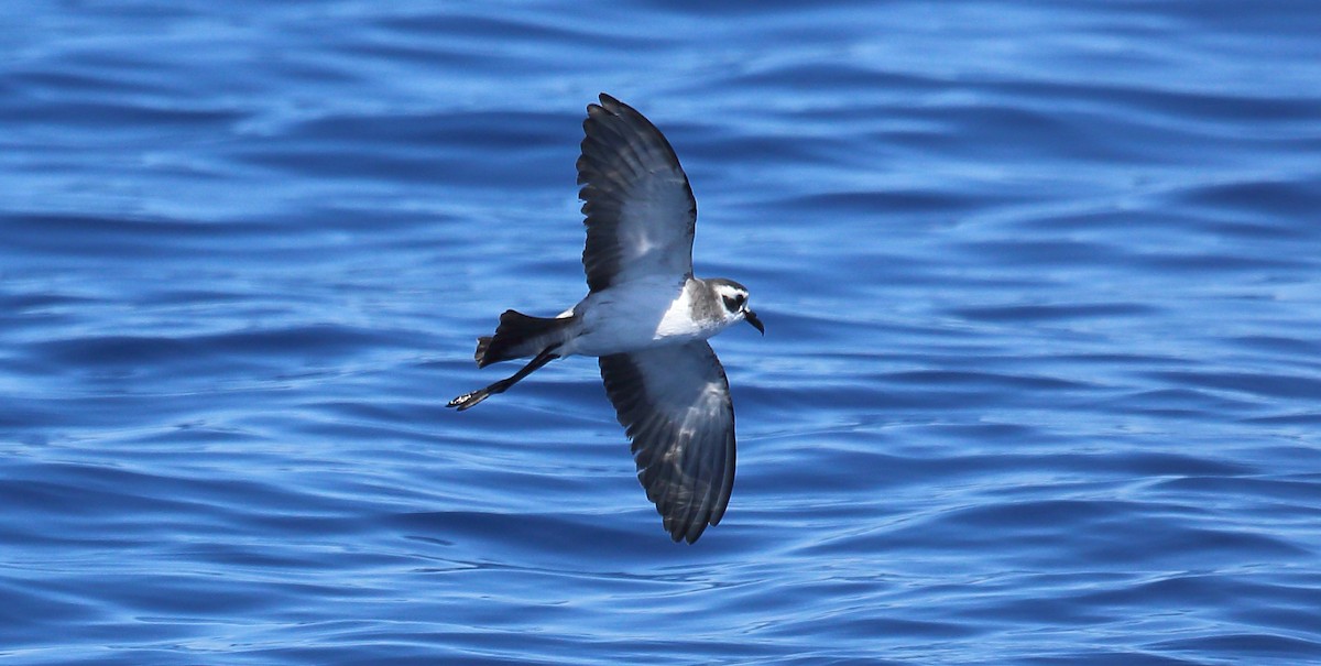 White-faced Storm-Petrel - ML373192691