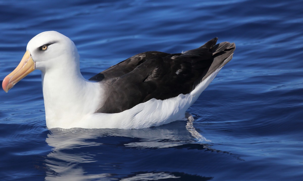 Black-browed Albatross (Campbell) - ML373192701