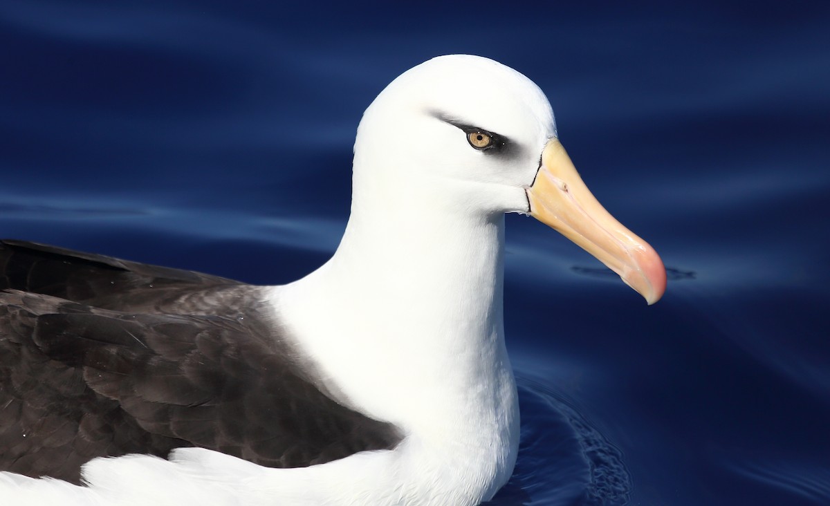 Black-browed Albatross (Campbell) - ML373192741