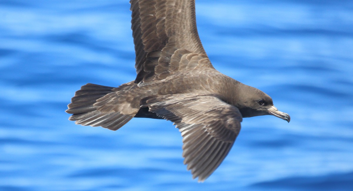 Flesh-footed Shearwater - ML373192981