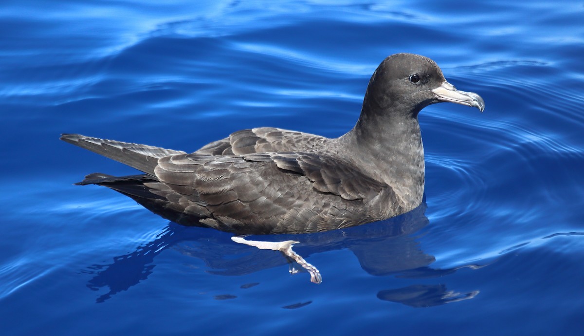 Flesh-footed Shearwater - ML373192991